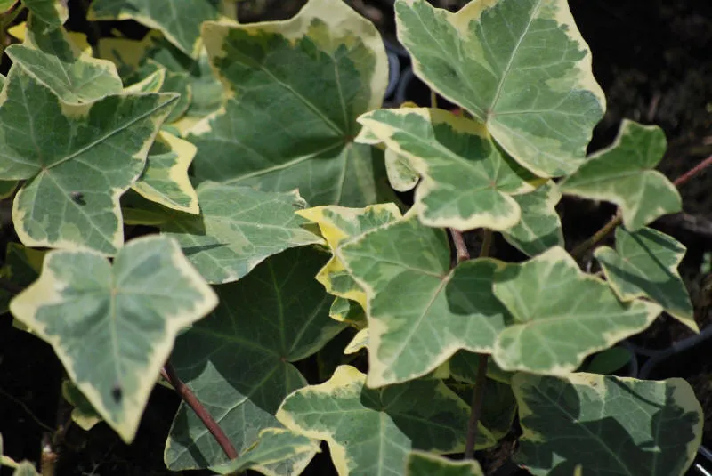 Розплідник рослин 01