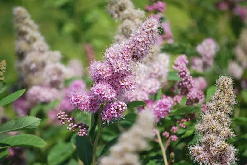 Саджанців 10