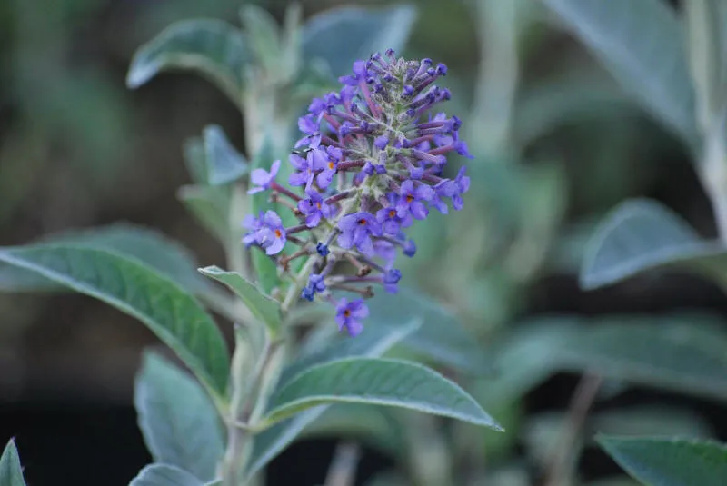 Саджанців 11