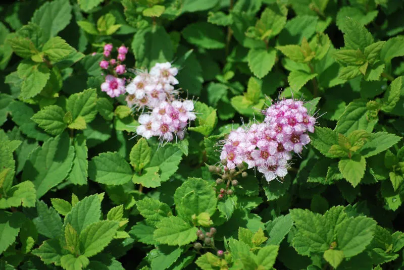 Саджанців 12