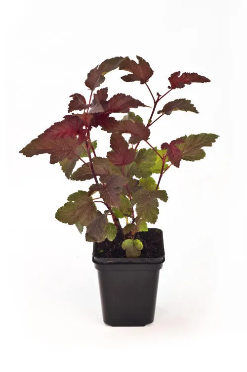 Саджанців 13