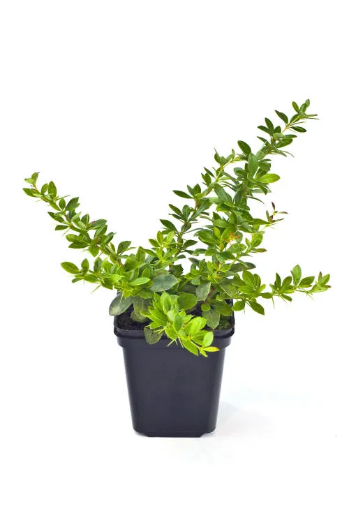 Саджанців 14