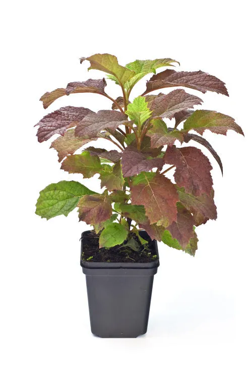 Саджанців 15