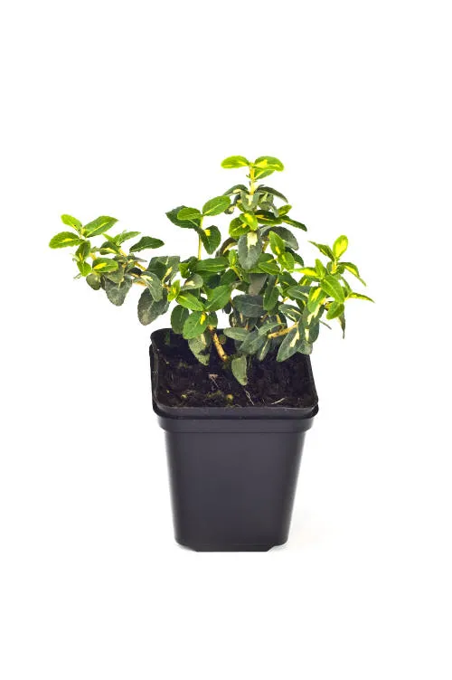 Саджанців 16