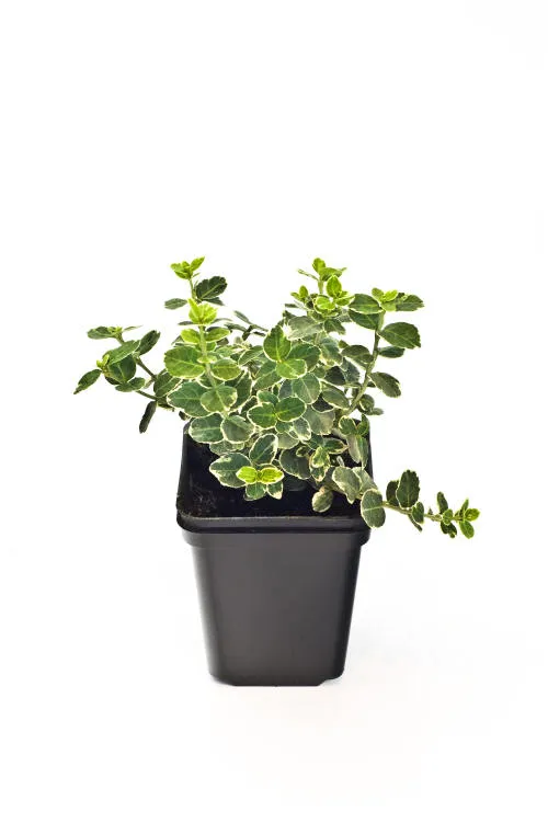 Саджанців 17