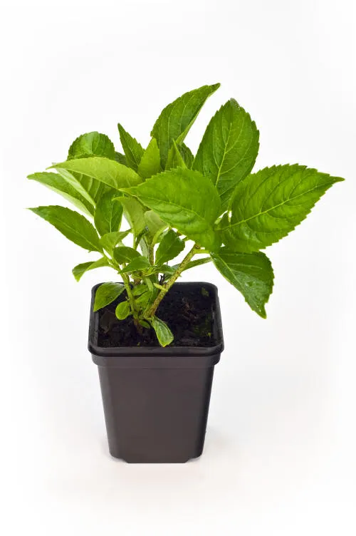 Саджанців 18