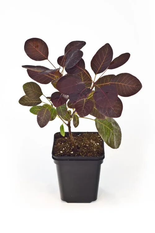 Саджанців 19