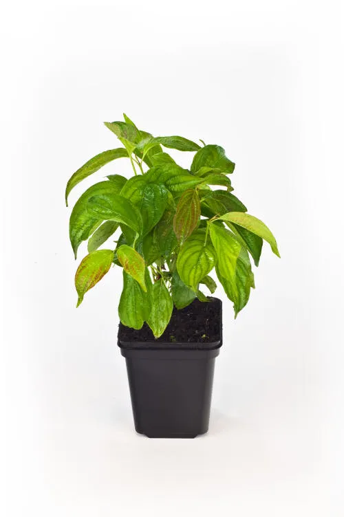 Саджанців 20