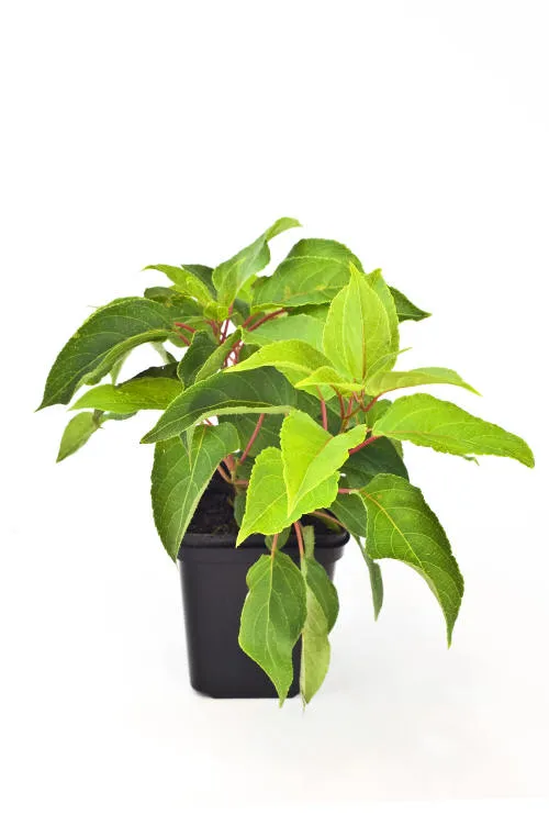 Саджанців 22