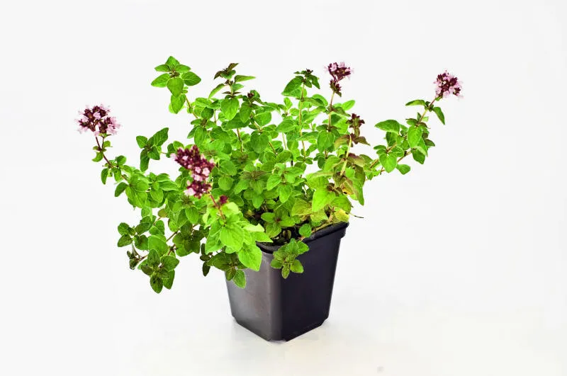 Саджанців 23