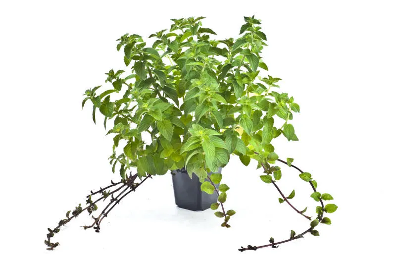 Саджанців 24