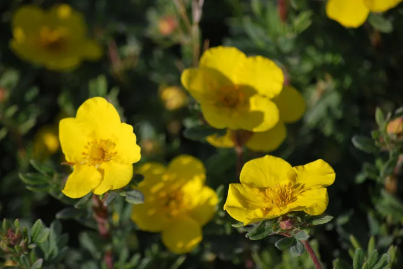 Саджанців 25