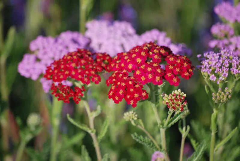 Саджанців 26