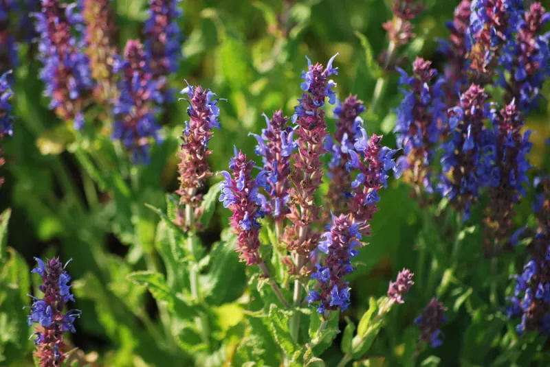 Саджанців 27