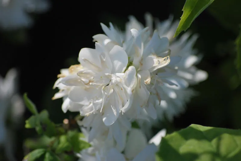 Саджанців 28