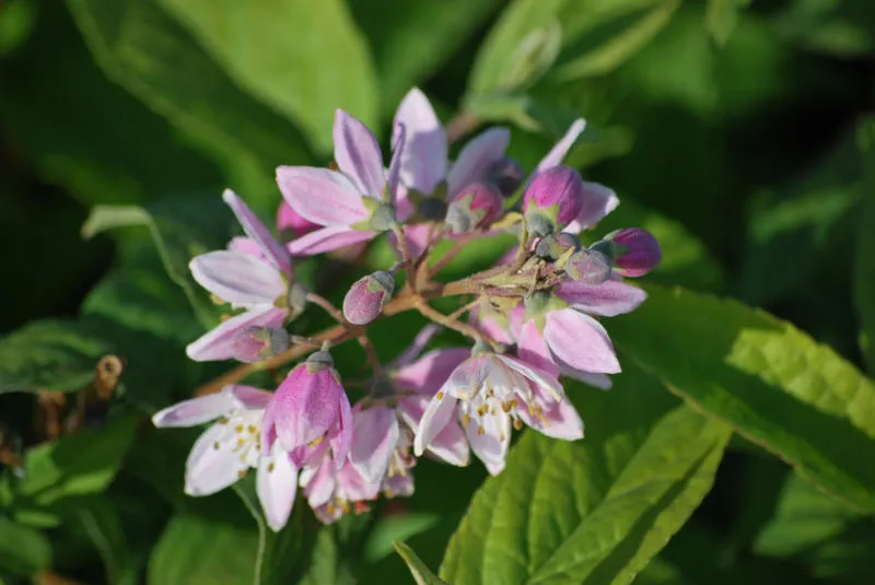 Саджанців 29