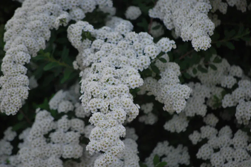 Саджанців 30