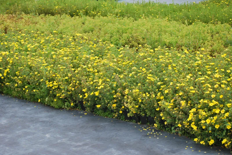 Саджанців 31