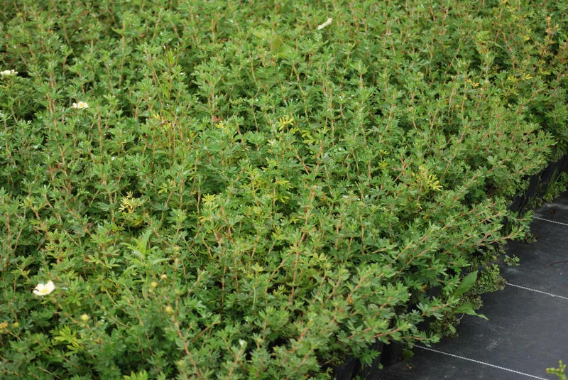 Саджанців 32