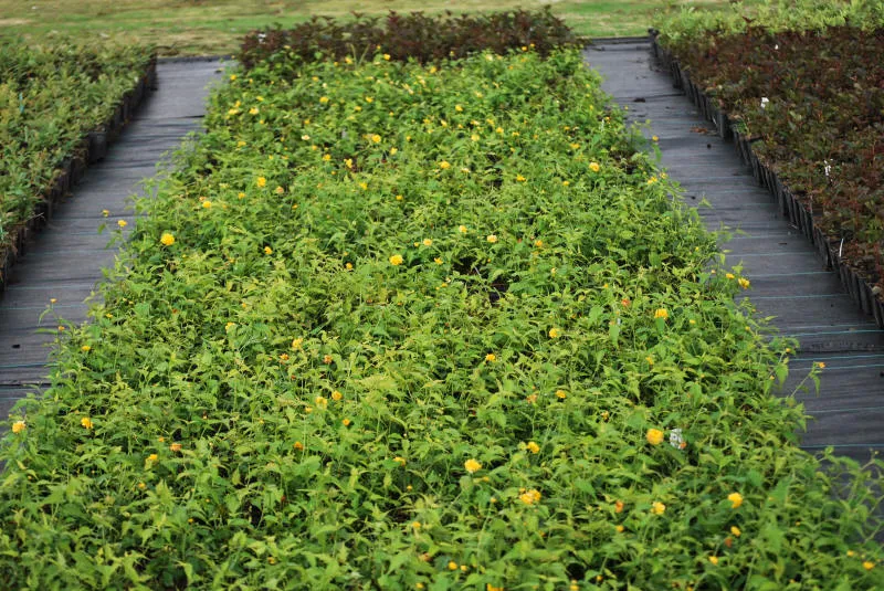 Саджанців 33