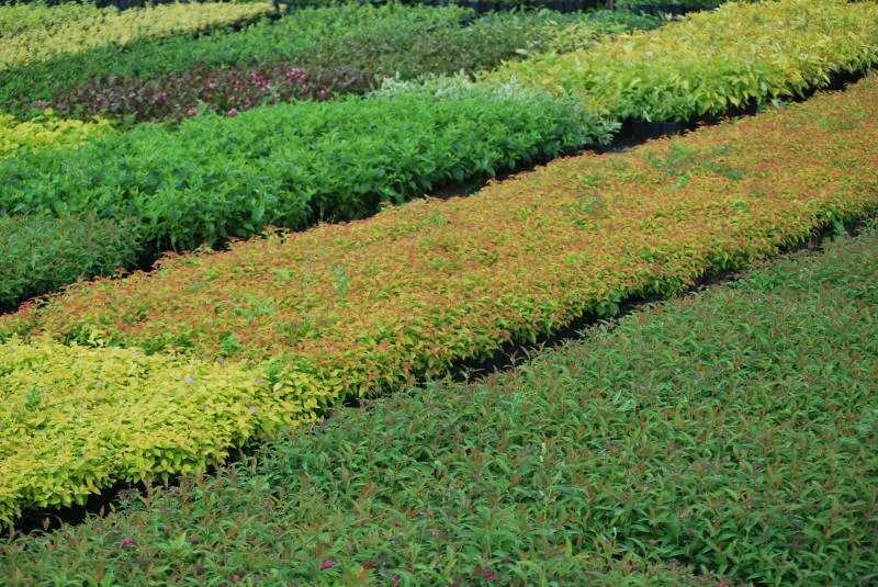 Саджанців 34