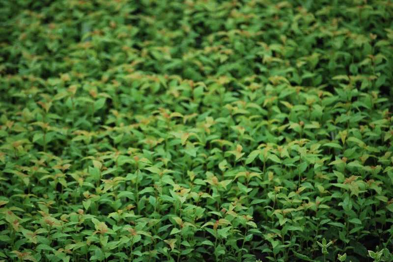 Саджанців 35