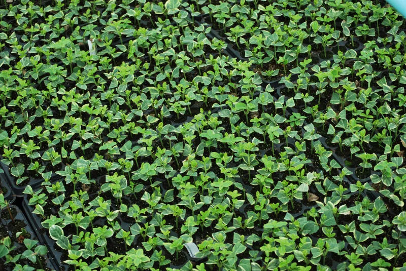 Саджанців 36