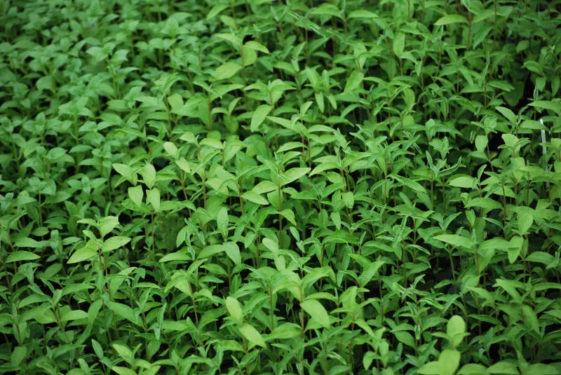 Саджанців 37