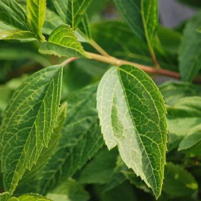 декоративні чагарники